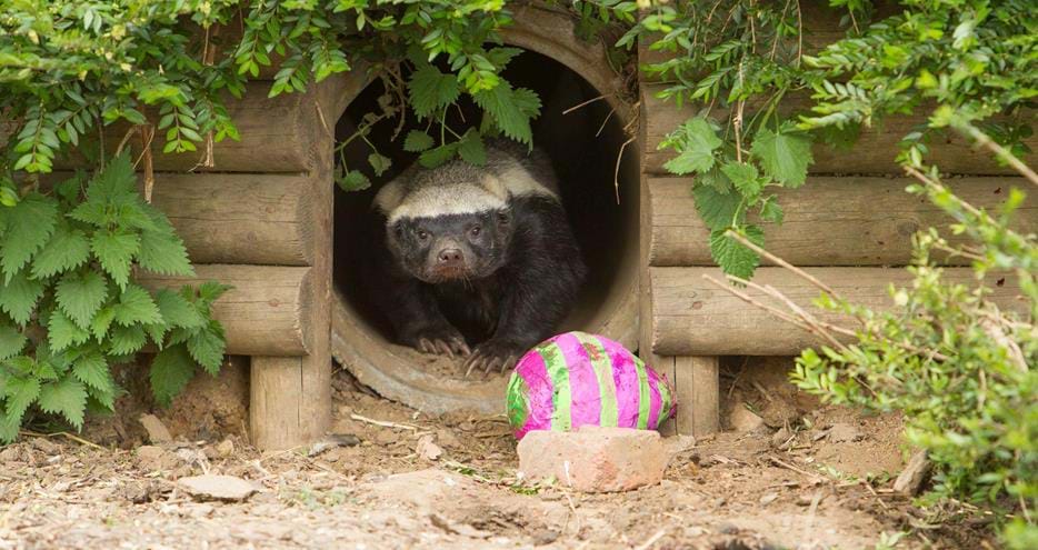 A honey badger gets an Easter treat at Howletts Wild Animal Park in Kent