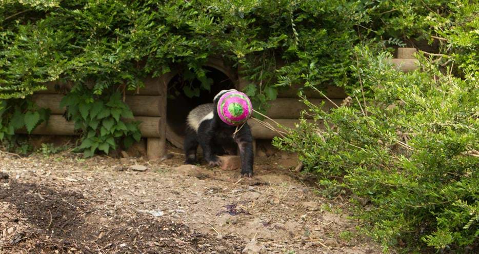 A honey badger gets stuck into some Easter themed enrichment at Howletts Wild Animal Park in Kent