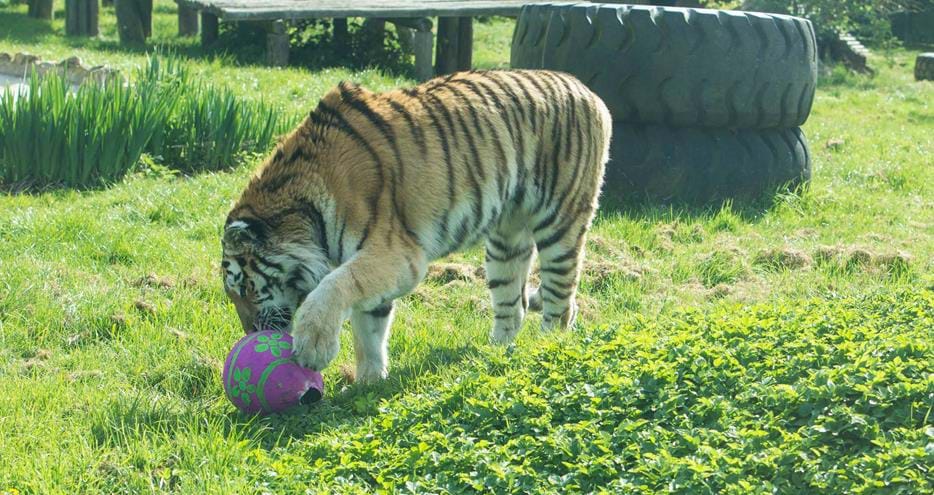 Arina the Amur tiger investigates an Easter treat at Howletts Wild Animal Park in Kent