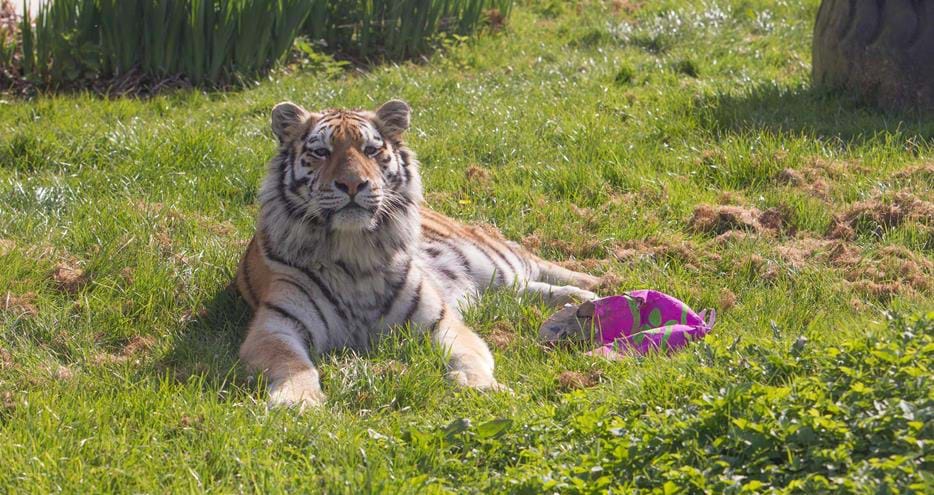 Arina the Amur tiger enjoyed her Easter themed enrichment at Howletts Wild Animal Park in Kent