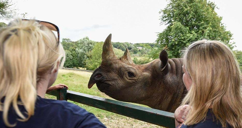 Rhino experience at Port Lympne Hotel and Reserve in Kent