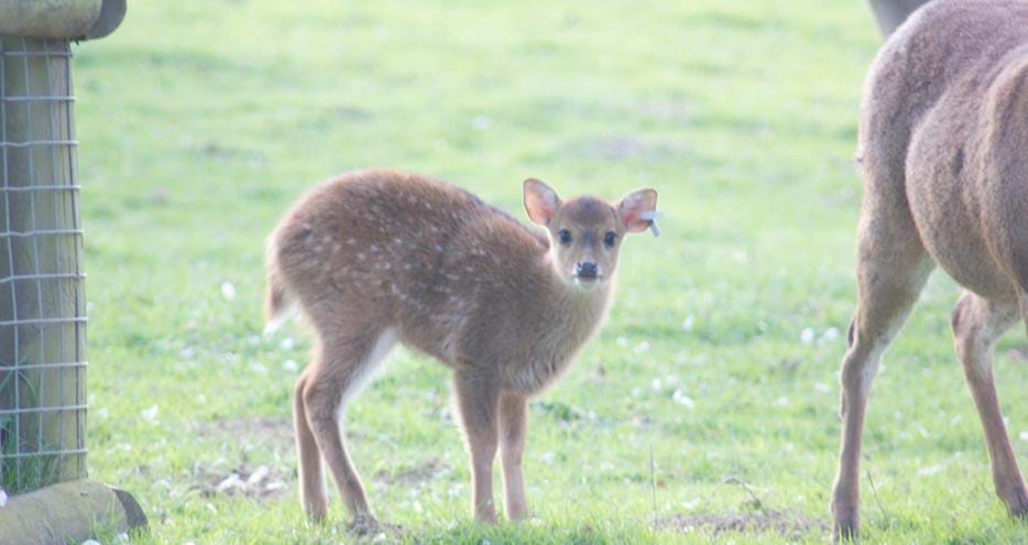 Hog deer at Howletts Wild Animal Park in Kent