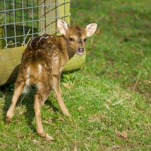 Hog deer fawn at Howletts Wild Animal Park in Kent