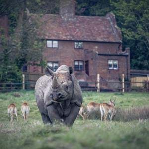 The neighbours are wild at Rhino Cottage