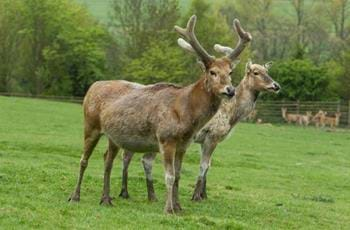 Pere David Deer