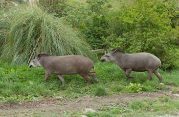 Lowland Tapir