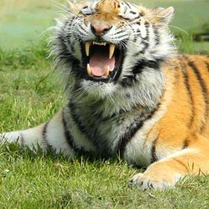 Arina the tiger enjoys perfume scent enrichment at Howletts Wild Animal Park in Kent