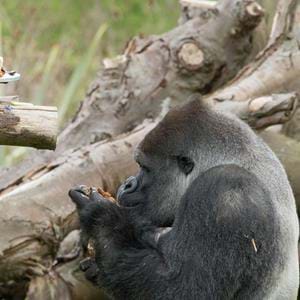 Ambam the gorilla celebrates 27th Birthday with cake