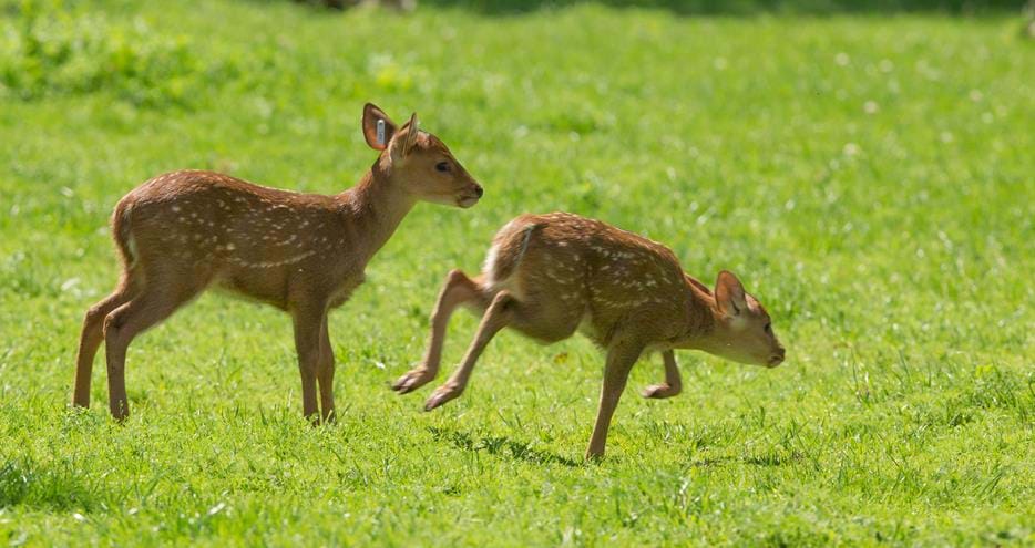 Hog deer at Port Lympne Hotel & Reserve in Kent