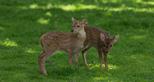 Hog Deer