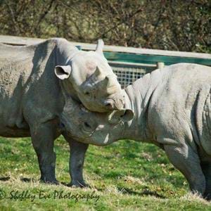 Black rhinos Kingo (left) and Vuyu (right)