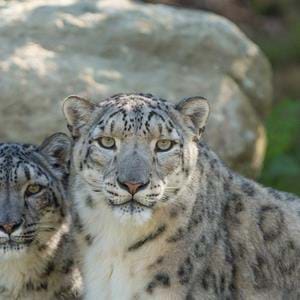Snow leopards at Howletts Wild Animal Park in Kent, UK