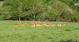 Incredible views from your shepherds hut at Hog Deer Creek
