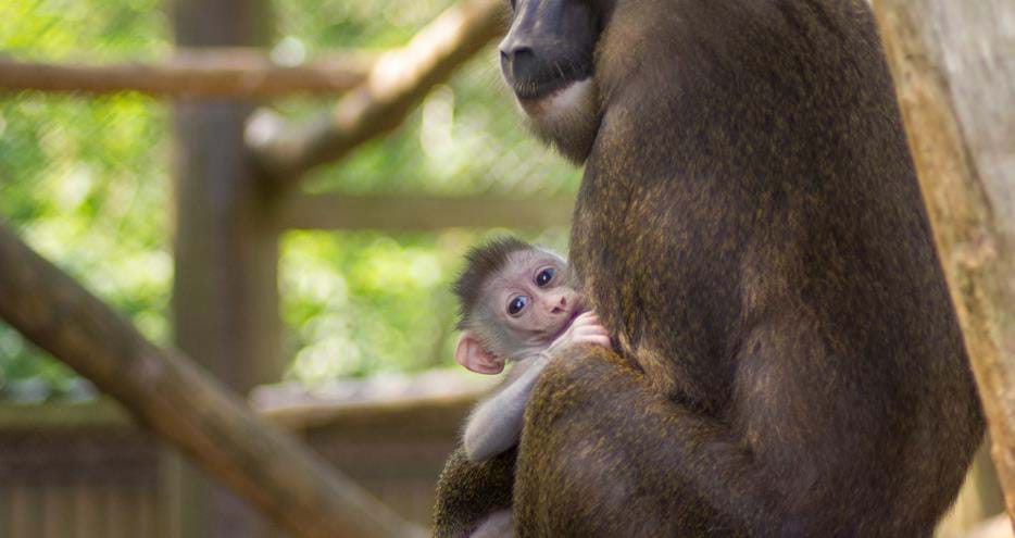 Baby drill monkey at Port Lympne Hotel & Reserve in Kent