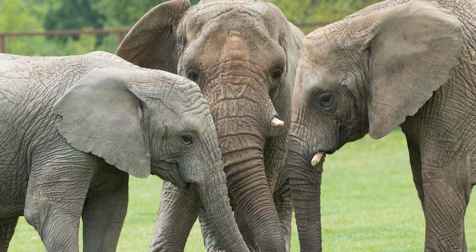 See Kent's only African elephants at Howletts Wild Animal Park