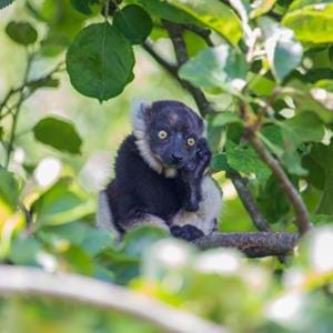 Black and white ruffed lemur at Howletts Wild Animal Park in Kent
