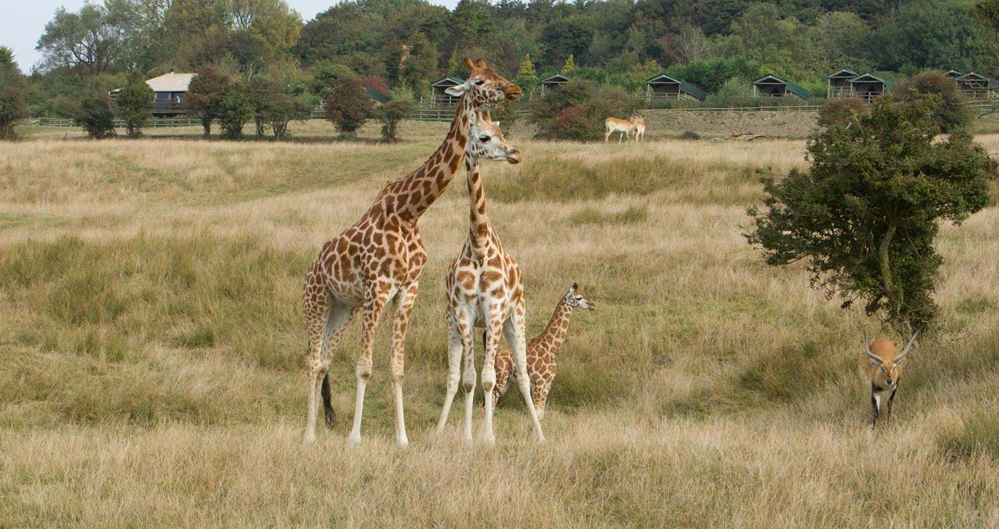 Giraffe Lodge