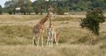 Giraffe Lodge at Port Lympne Reserve