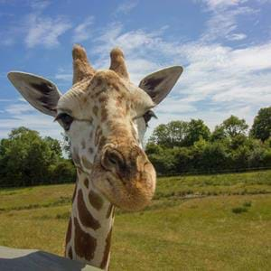 See giraffes up close at Port Lympne Hotel & Reserve in Kent