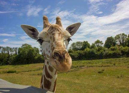 See giraffes up close at Port Lympne Hotel & Reserve in Kent