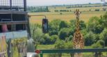 Giraffe Lodge safari experience at Port Lympne Reserve