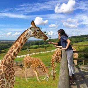 Giraffe Lodge at Port Lympne Reserve in Kent