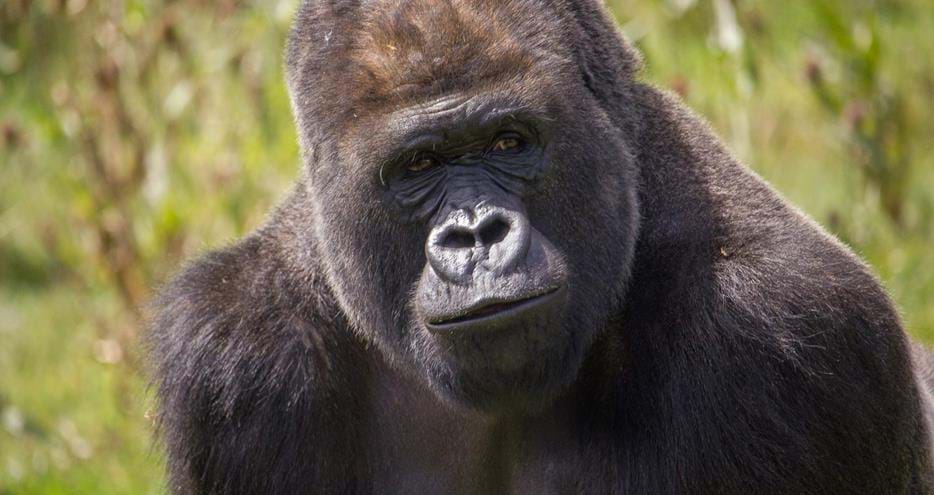 Kangu