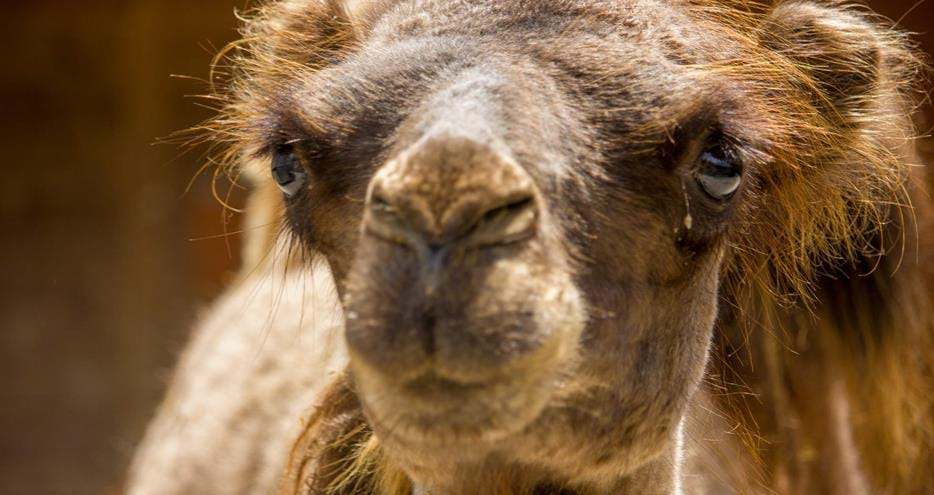 Bactrian Camel at Port Lympne Hotel & Reserve in Kent