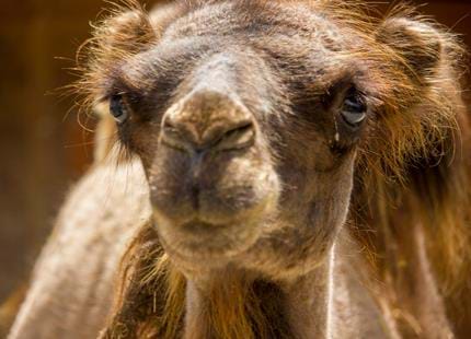 Bactrian Camel at Port Lympne Hotel & Reserve in Kent