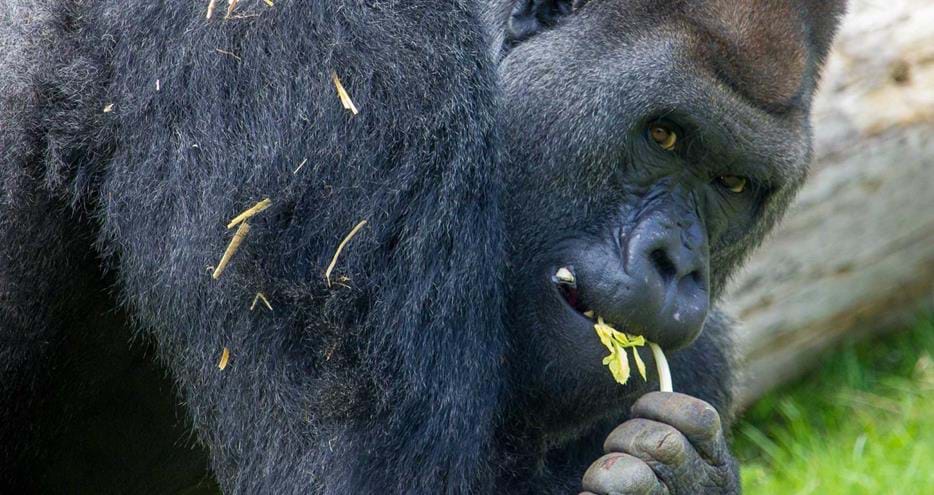 Kebu, western lowland gorilla at Port Lympne Reserve