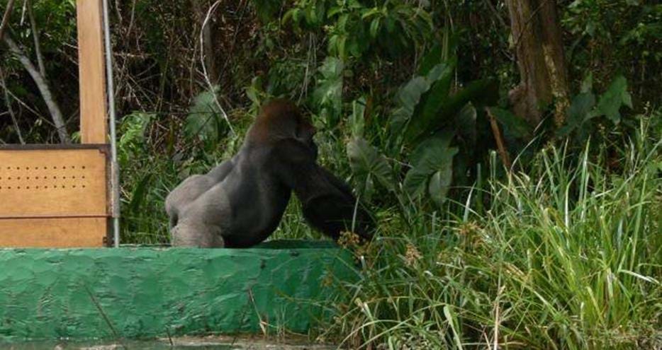 First steps onto Gorilla Island
