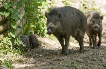 Visayan Warty Pig