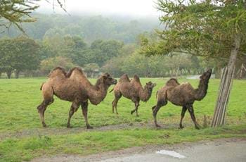 Bactrian Camel