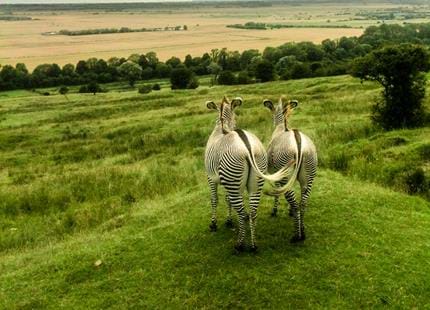 Chapmans zebras at Kent's original safari, Port Lympne Hotel & Reserve
