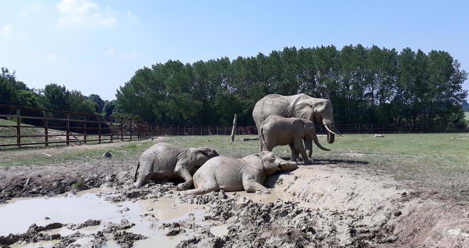 The largest herd of African elephants in the UK at Howletts Wild Animal Park in Kent