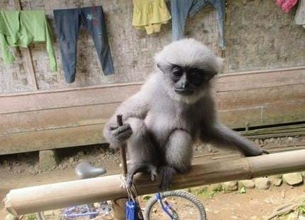 Javan gibbon, Bakti rescued by The Aspinall Foundation