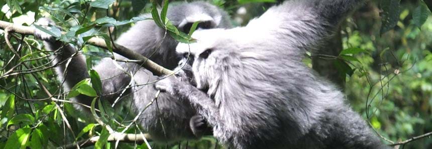 Javan gibbons, Bakti and Monik rescued and released into the wild by The Aspinall Foundation