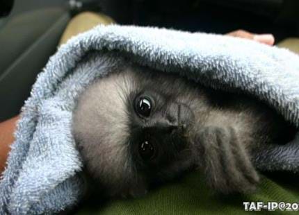 Javan gibbon baby, Bakti rescued by The Aspinall Foundation