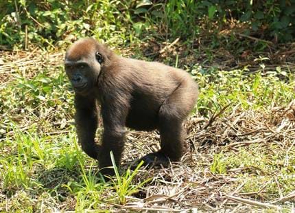 Wild western lowland gorilla, Dikele in Gabon, Africa in The Aspinall Foundation's protected release project