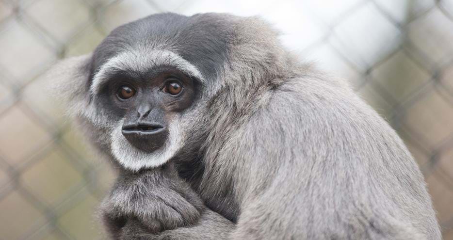 Javan gibbon, Dwi at Howletts Wild Animal Park in Kent