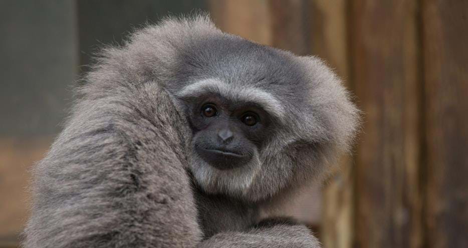 Javan gibbon, Hirup, at Howletts Wild Animal Park in Kent