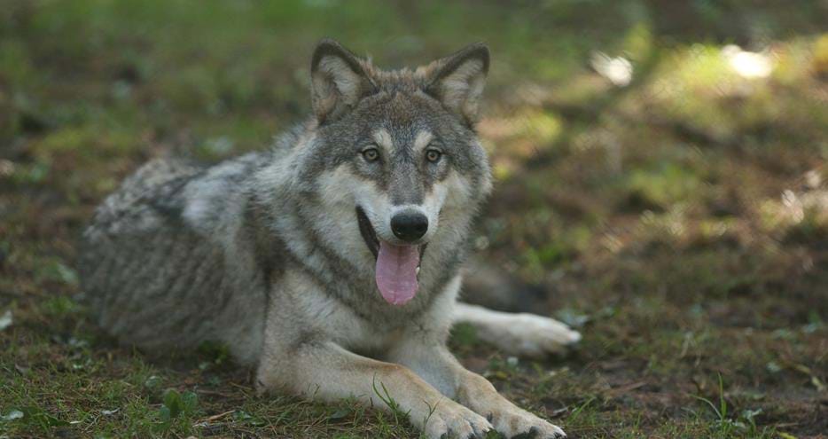 European Grey Wolf at Wolf Lodge, Port Lympne Hotel & Reserve in Kent