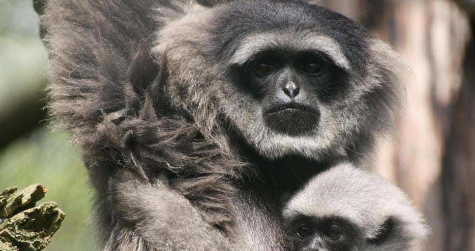 Javan gibbons Kulon and Putru at Howletts Wild Animal Park in Kent