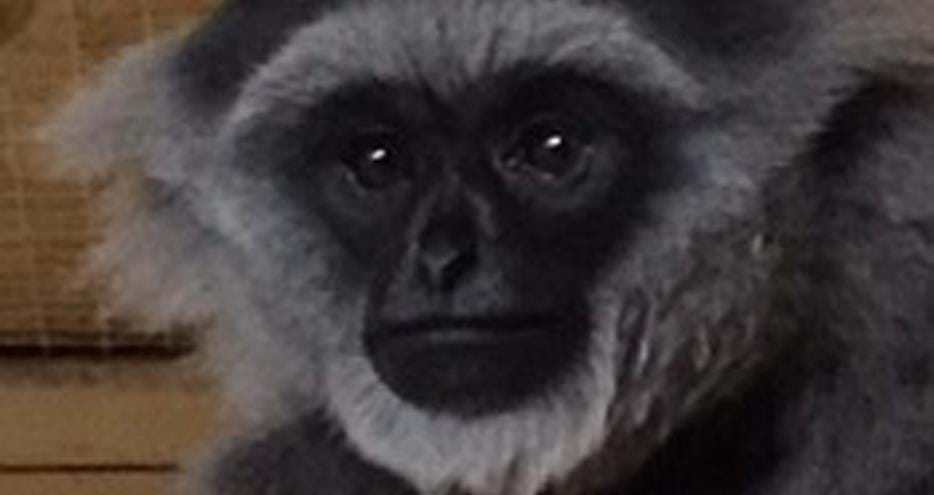 Javan gibbon, Payung at The Aspinall Foundation's Java Primate Project