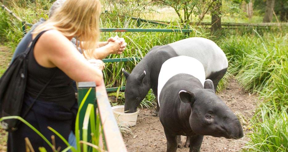Tapir encounter at Port Lympne Hotel & Reserve in Kent