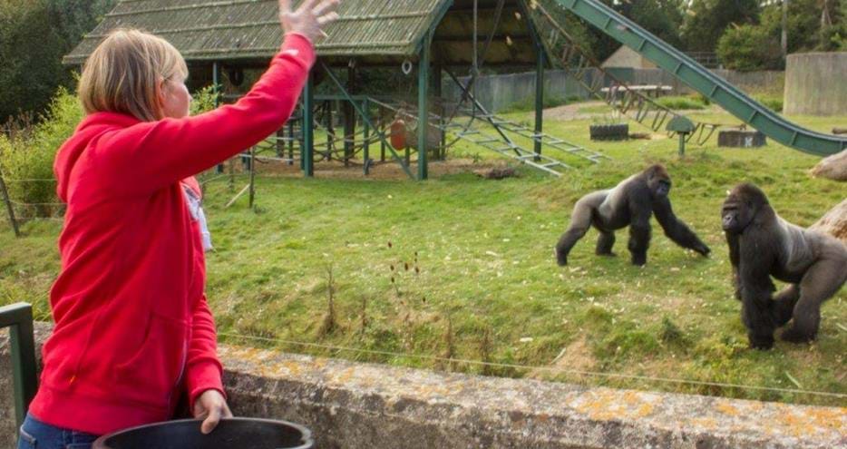 Feeding the gorillas at Port Lympne Hotel & Reserve in Kent