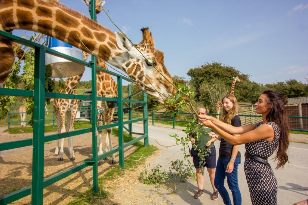 Hand-feeding a giraffe at Port Lympne