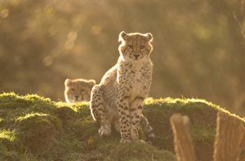 Southern Cheetah