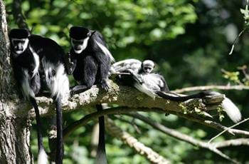 Eastern Black and White Colobus