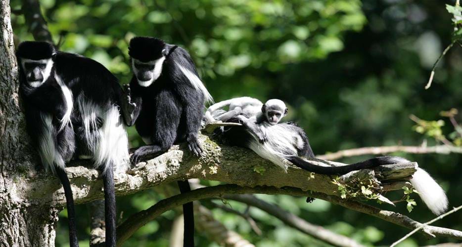 Eastern Black and White Colobus | The Aspinall Foundation